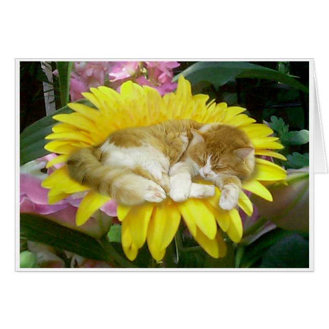 Fragile Spring (Front Horizontal)