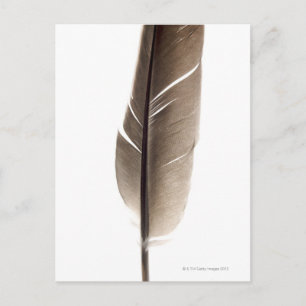 Fragile white feather postcard