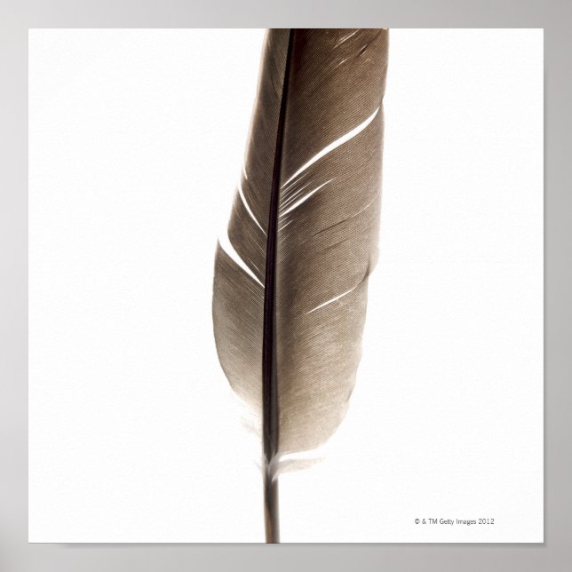 Fragile white feather poster (Front)
