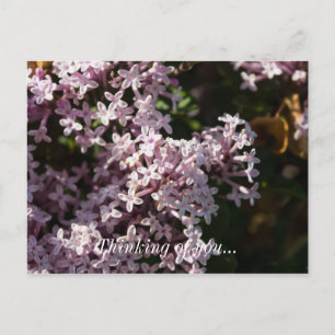 Fragrant Lilac Penser De Vous Carte Postale