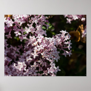 Fragrant Lilac Poster