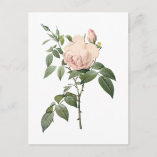 fragrant tea rose by Redouté Postcard