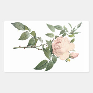 fragrant tea rose by Redouté Sticker