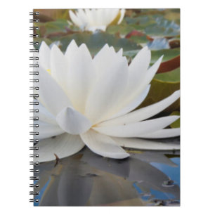 Fragrant Water Lily (Nymphaea Odorata) On Caddo Notebook