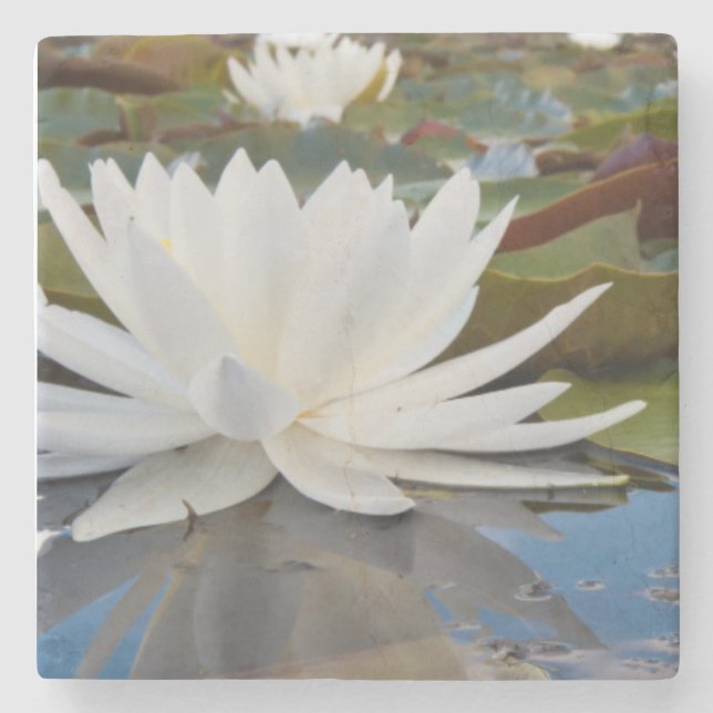 Fragrant Water Lily (Nymphaea Odorata) On Caddo Stone Coaster (Front)