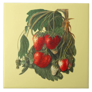 Fraise ~ Carreaux botaniques ~ Cuisine ~ N'importe