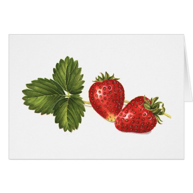 Fraises (Devant Horizontal)