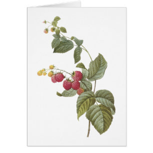 framboise (Rubus sp.) par Redouté