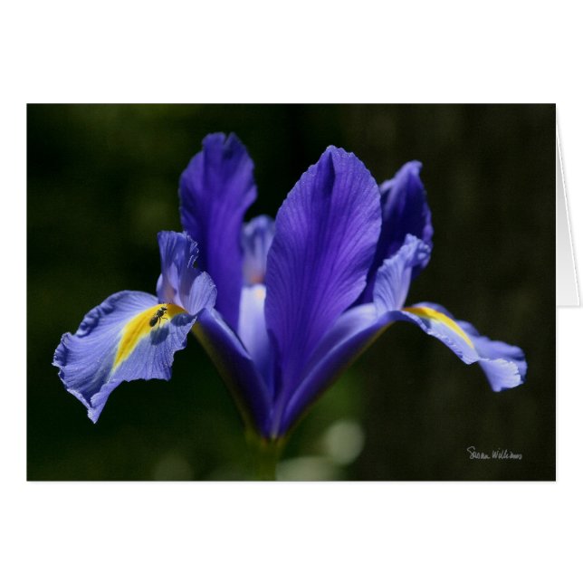 Frameable Art Card (Front Horizontal)