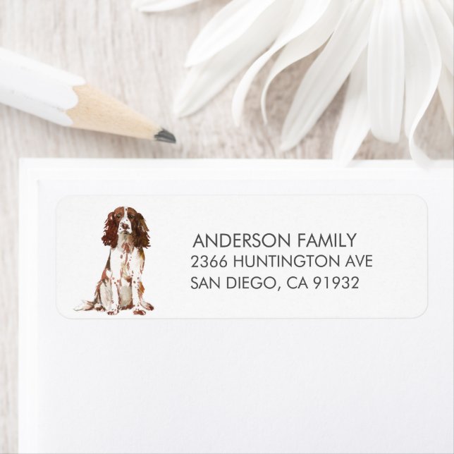 Français Springer Spaniel Dog Adresse de retour La (En situation)