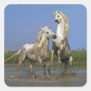 France, Bouches du Rhone, Natural Regional Park Square Sticker