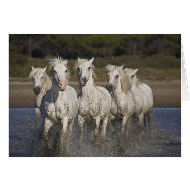 France, Camargue. Chevaux courir (Devant horizontal)