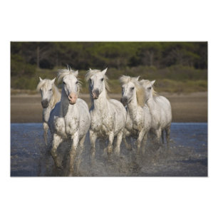 France, Camargue. Horses run Photo Print
