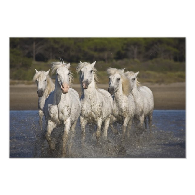 France, Camargue. Horses run Photo Print (Front)