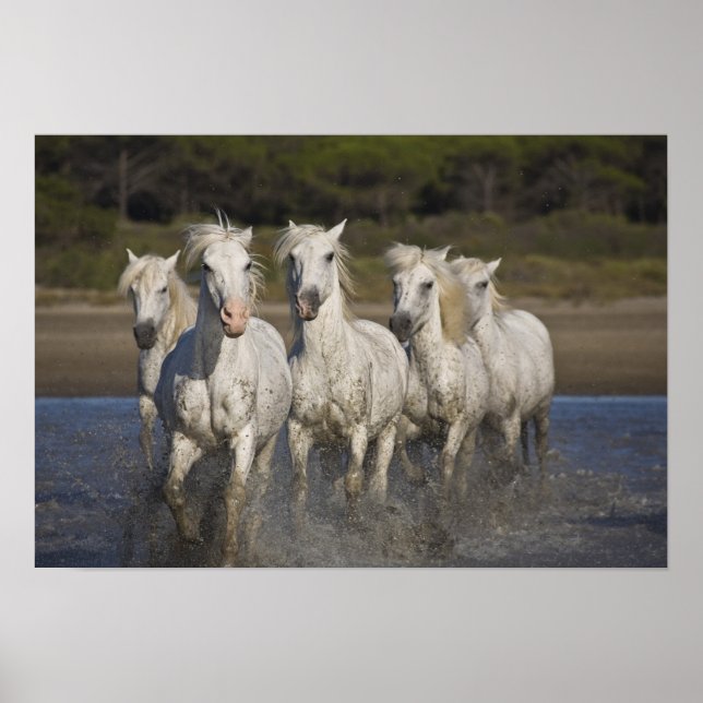 France, Camargue. Horses run Poster (Front)