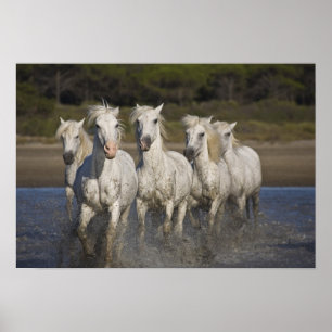France, Camargue. Horses run through the 2 Poster
