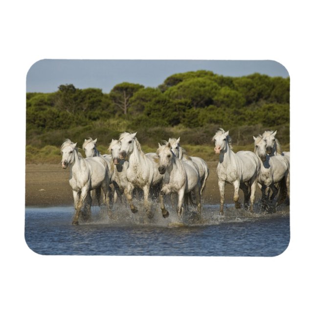 France, Camargue. Horses run through the estuary 3 Magnet (Horizontal)