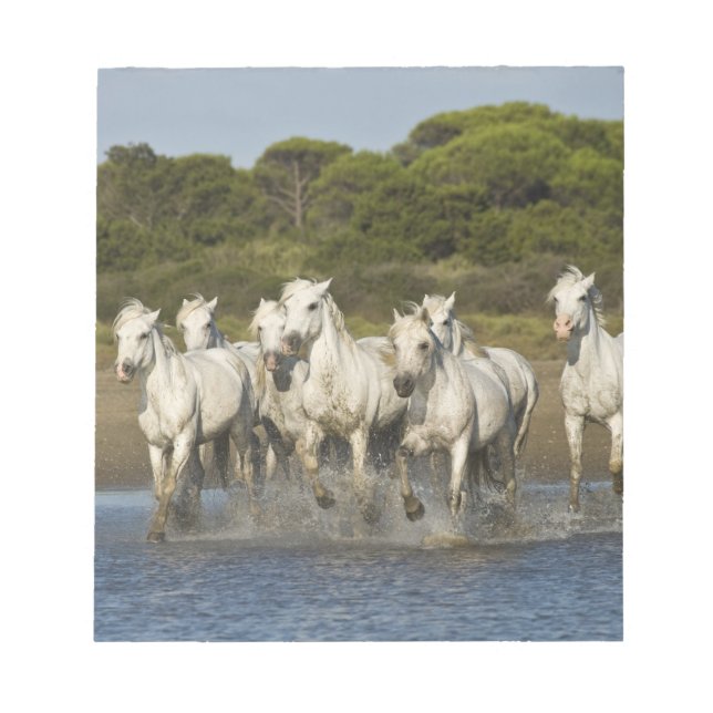 France, Camargue. Horses run through the estuary 3 Notepad (Front)