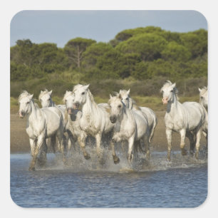 France, Camargue. Horses run through the estuary 3 Square Sticker