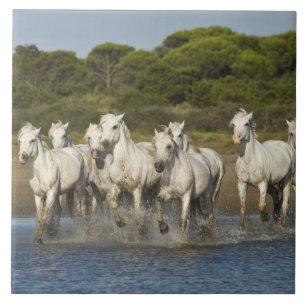 France, Camargue. Horses run through the estuary 3 Tile