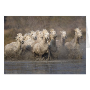 France, Provence. Chevaux Camargue blancs courant