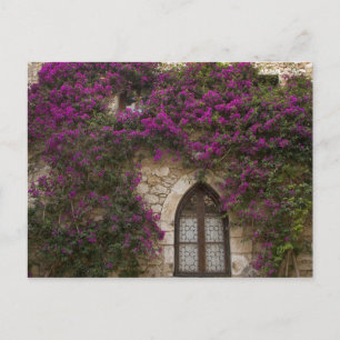 France, Provence, Eze. Bright pink Postcard