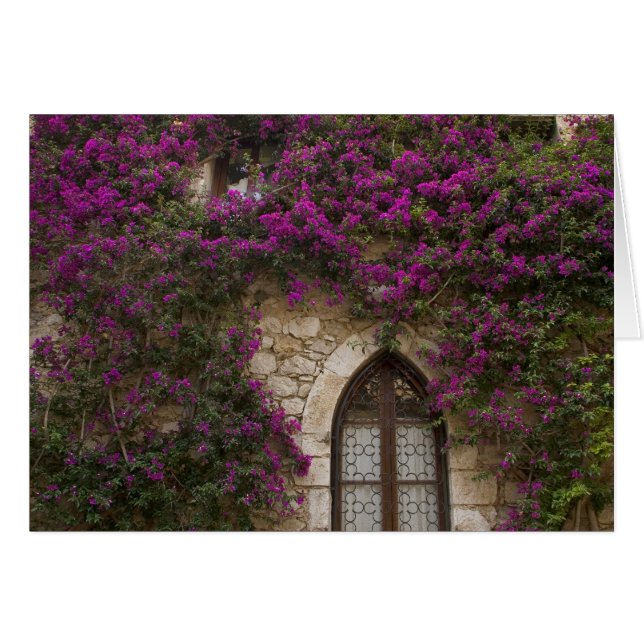 France, Provence, Eze. Rose Brillant (Devant horizontal)