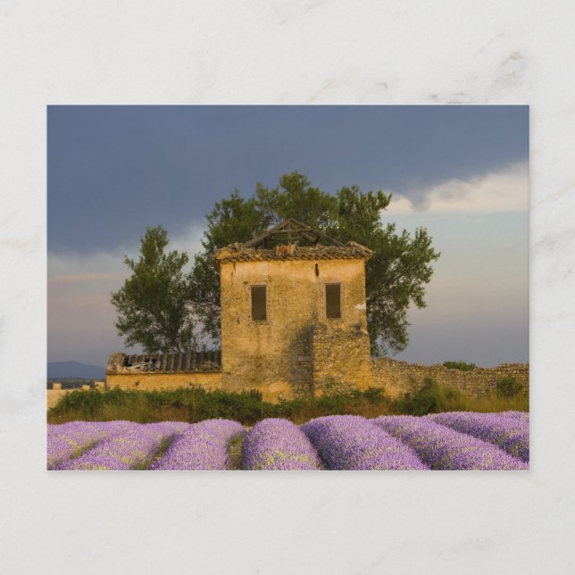 France, Provence. Field of lavender and Postcard (Front)