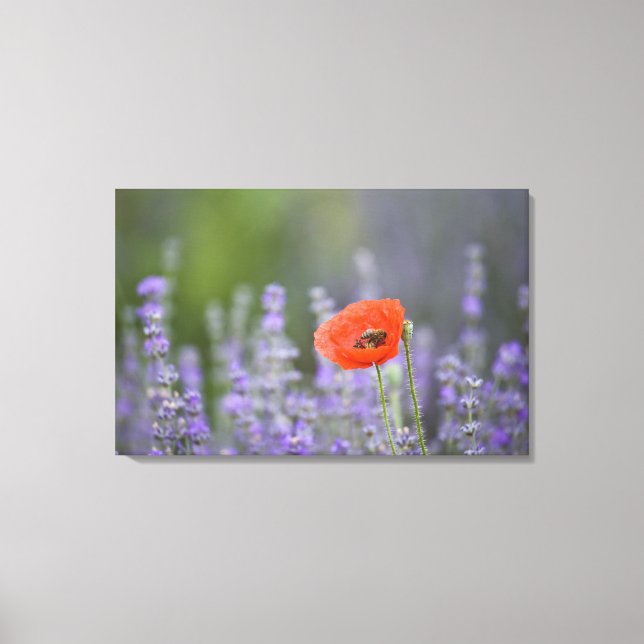 France, Provence. Lone poppy in field of Canvas Print (Front)