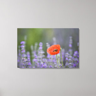 France, Provence. Lone poppy in field of Canvas Print