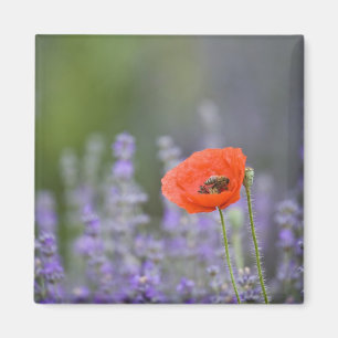 France, Provence. Lone poppy in field of Magnet