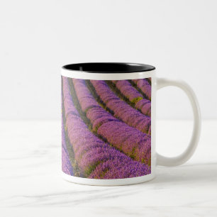 France, Provence Region. Orderly rows of Two-Tone Coffee Mug
