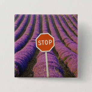France, Provence. Rows of lavender and stop 2 Inch Square Button
