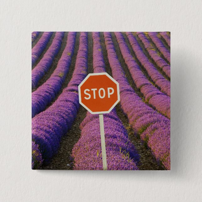 France, Provence. Rows of lavender and stop 2 Inch Square Button (Front)
