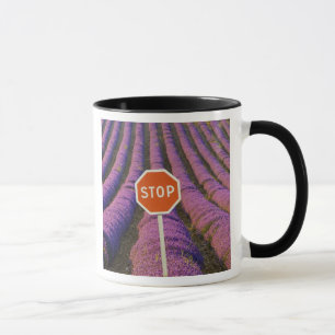 France, Provence. Rows of lavender and stop Mug