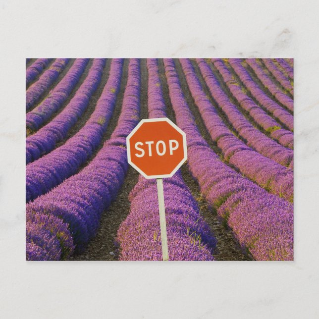 France, Provence. Rows of lavender and stop Postcard (Front)