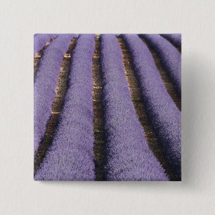France, Provence. Rows of lavender in bloom. 2 Inch Square Button