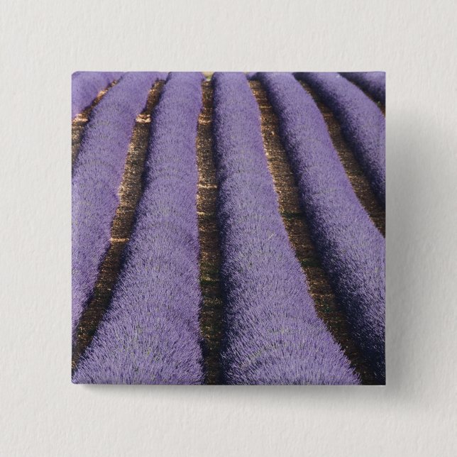 France, Provence. Rows of lavender in bloom. 2 Inch Square Button (Front)