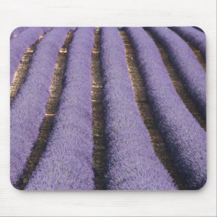 France, Provence. Rows of lavender in bloom. 2 Mouse Pad