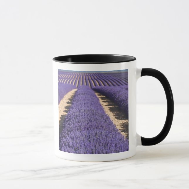 France, Provence. Rows of lavender in bloom. 3 Mug (Right)