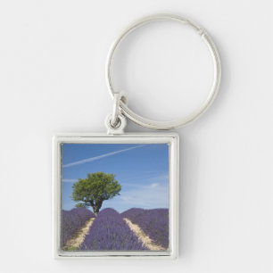 France, Provence. Rows of lavender in bloom. 4 Keychain