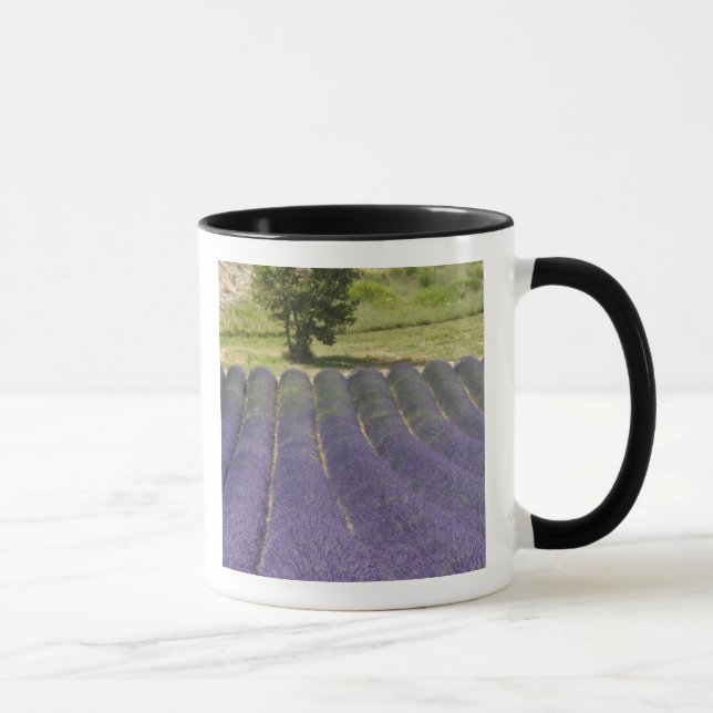 France, Provence. Rows of lavender in bloom. Mug (Right)