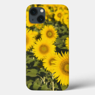 France, Provence, Valensole. Field of iPhone 13 Case