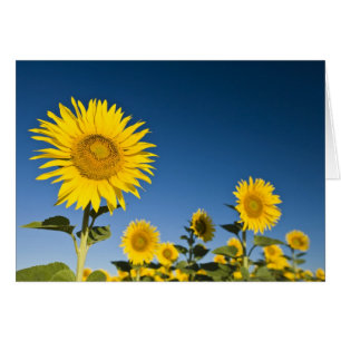 France, Provence, Valensole. Sunflowers stand