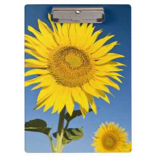 France, Provence, Valensole. Sunflowers stand Clipboard