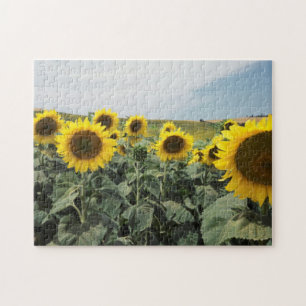 France Provence, View of sunflowers field Jigsaw Puzzle