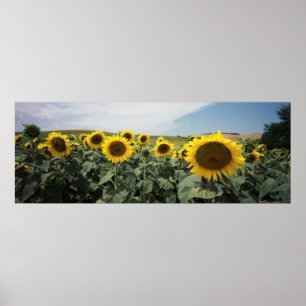 France Provence, View of sunflowers field Poster