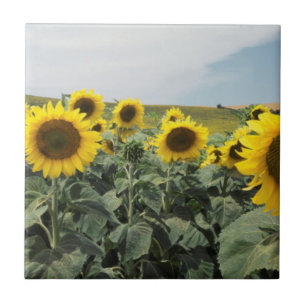 France Provence, View of sunflowers field Tile