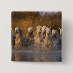 France, Provence. White Camargue horses 2 Inch Square Button