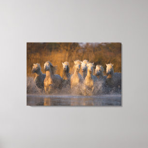 France, Provence. White Camargue horses Canvas Print